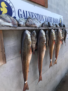 Cast and Conquer: Galveston Fishing!